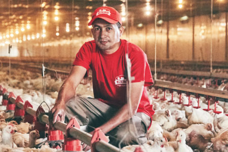 La avicultura: una industria que no se detiene y nos llena de orgullo - Pollpar